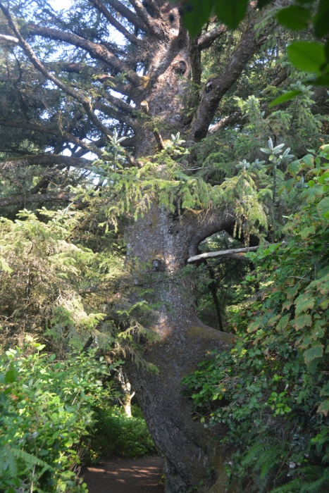 old forest growth on the trail to the giant sitka spruce